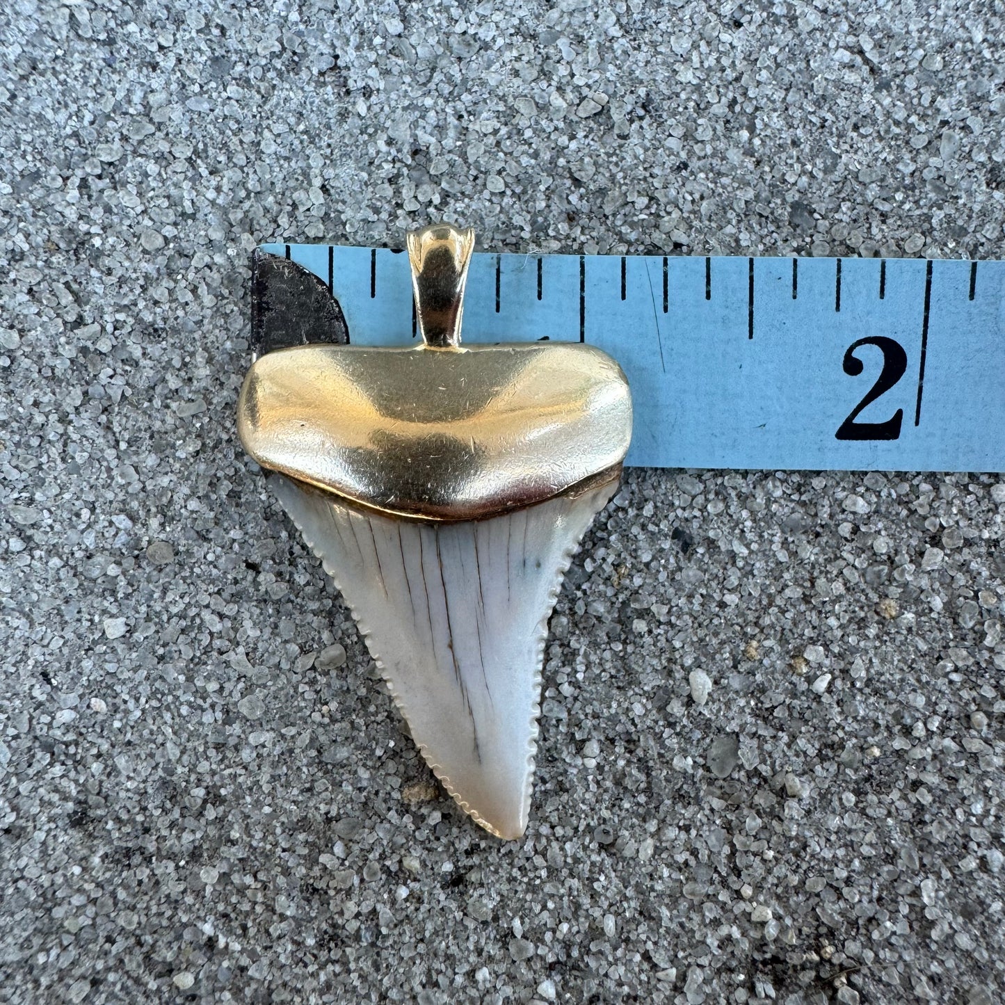 Vintage Solid 14k Yellow Gold Large Ancient Fossilized Shark Tooth Pendant