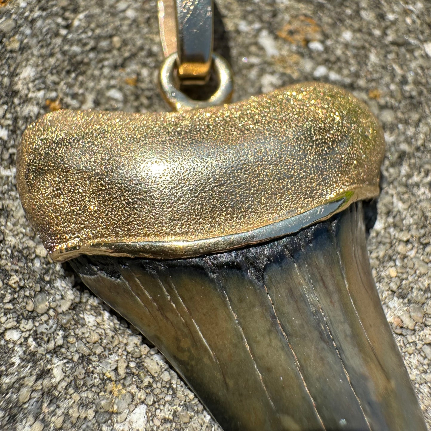 Vintage Custom 14k Yellow Gold Large Ancient Megalodon Tooth Pendant