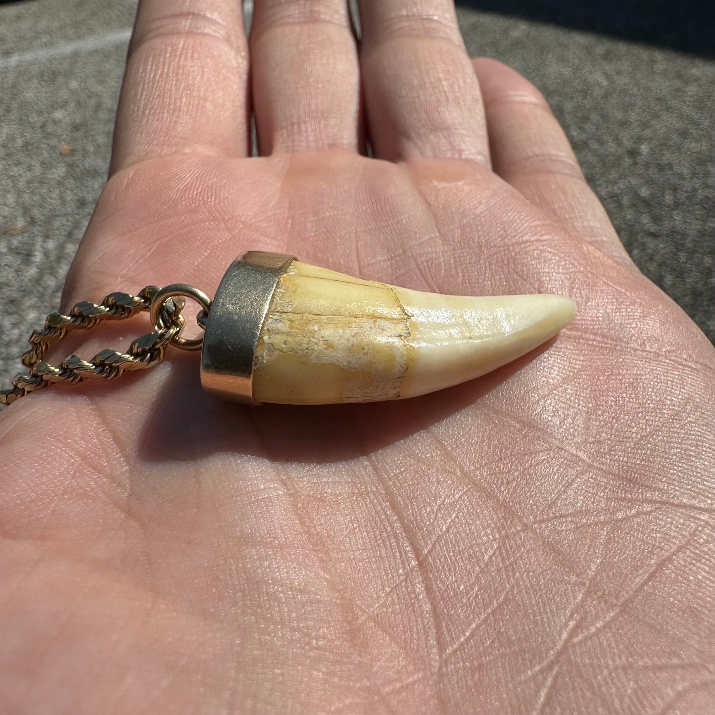 Art Deco 14k Yellow Gold Lions Tooth Pendant