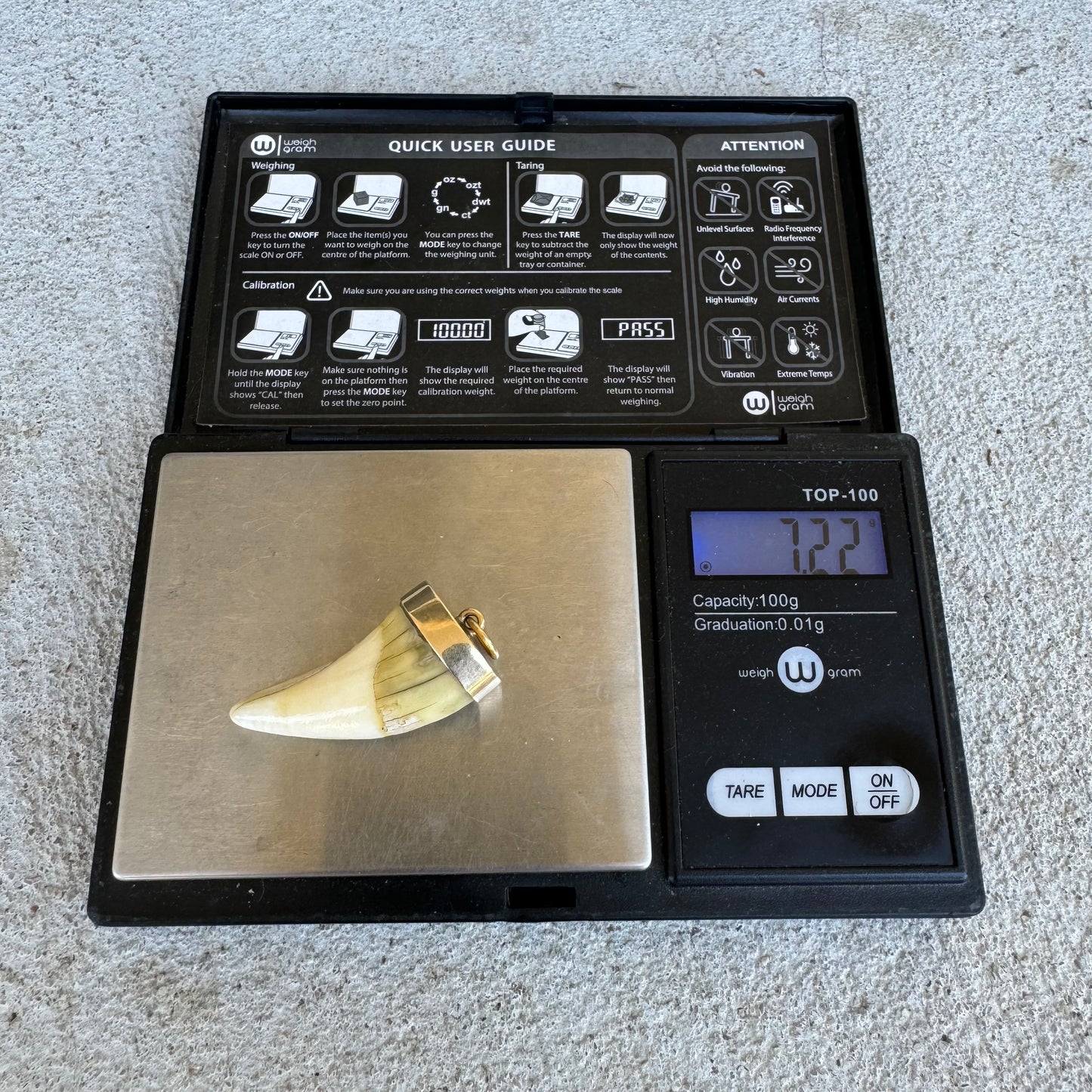 Art Deco 14k Yellow Gold Lions Tooth Pendant