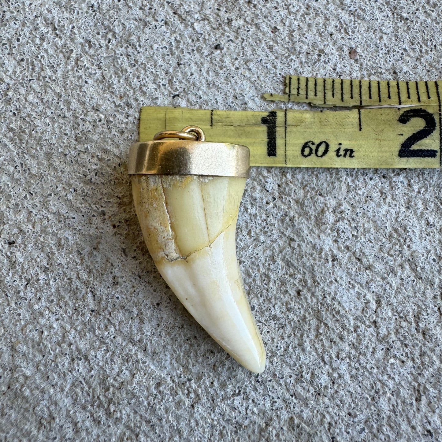 Art Deco 14k Yellow Gold Lions Tooth Pendant