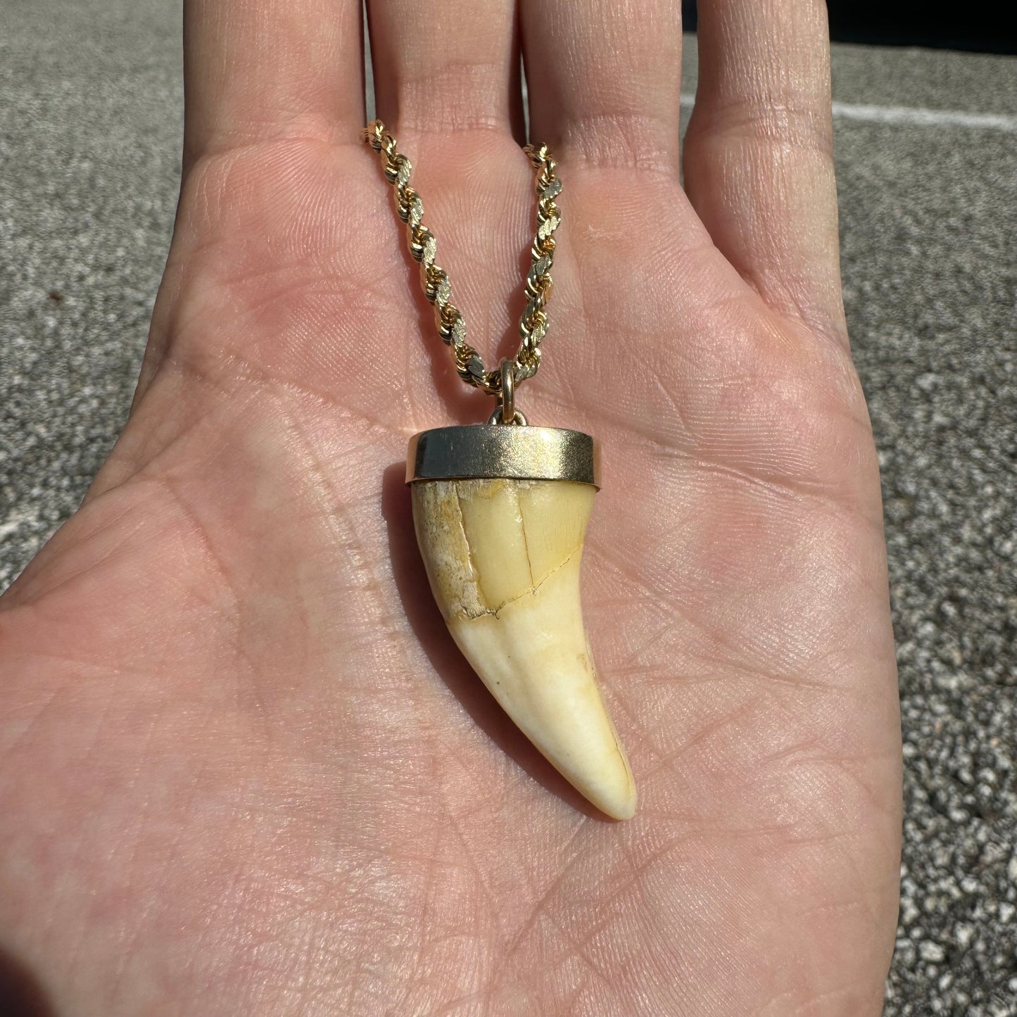 Art Deco 14k Yellow Gold Lions Tooth Pendant