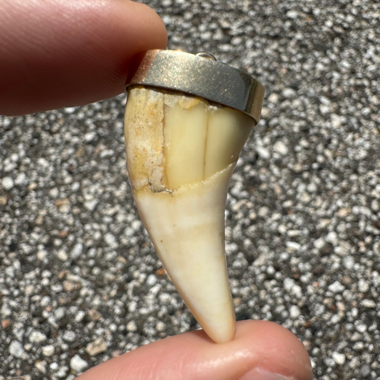 Art Deco 14k Yellow Gold Lions Tooth Pendant