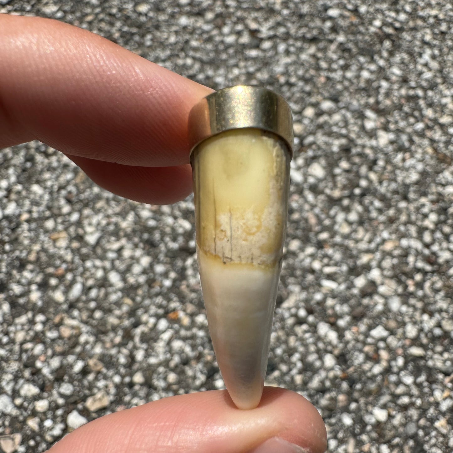 Art Deco 14k Yellow Gold Lions Tooth Pendant