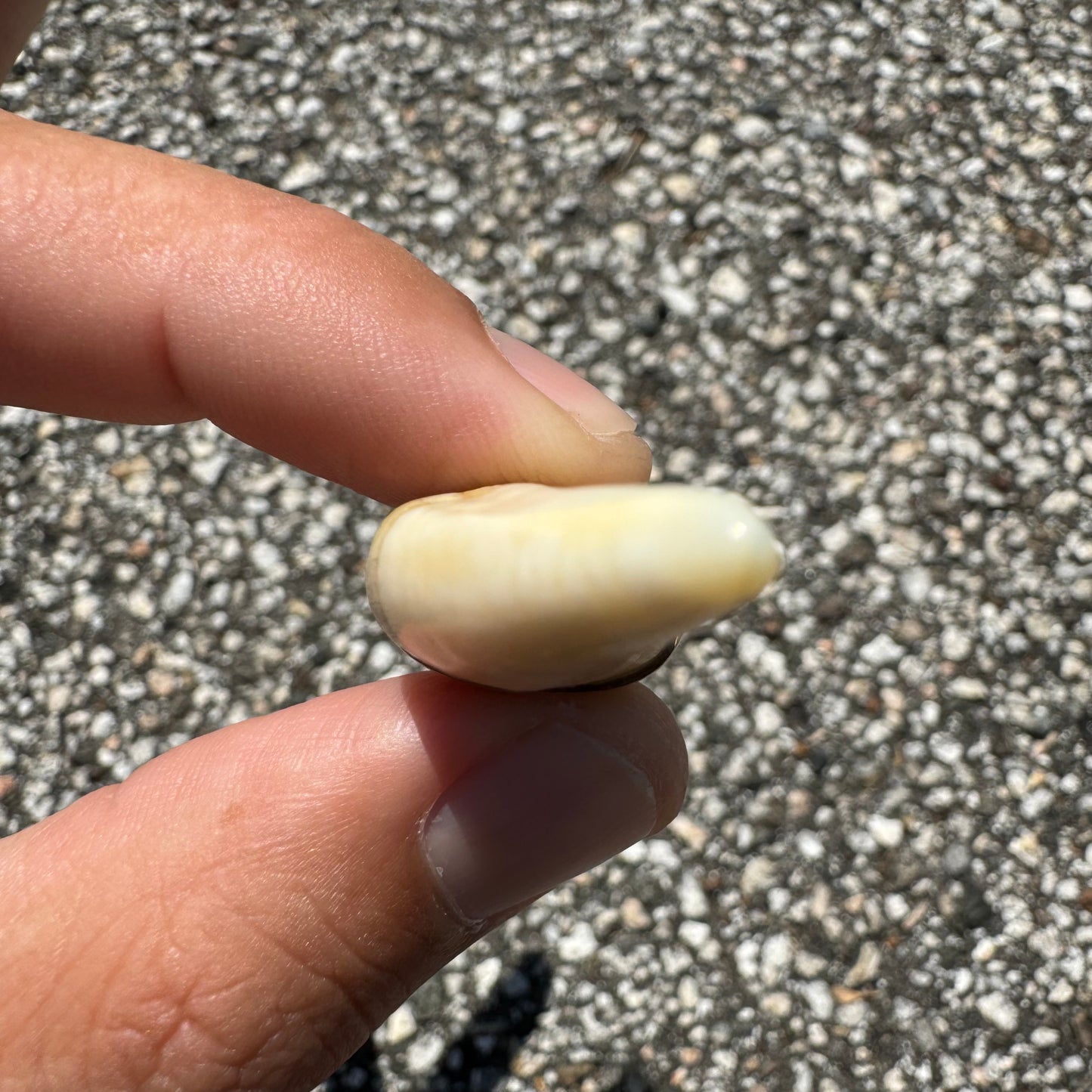 Art Deco 14k Yellow Gold Lions Tooth Pendant