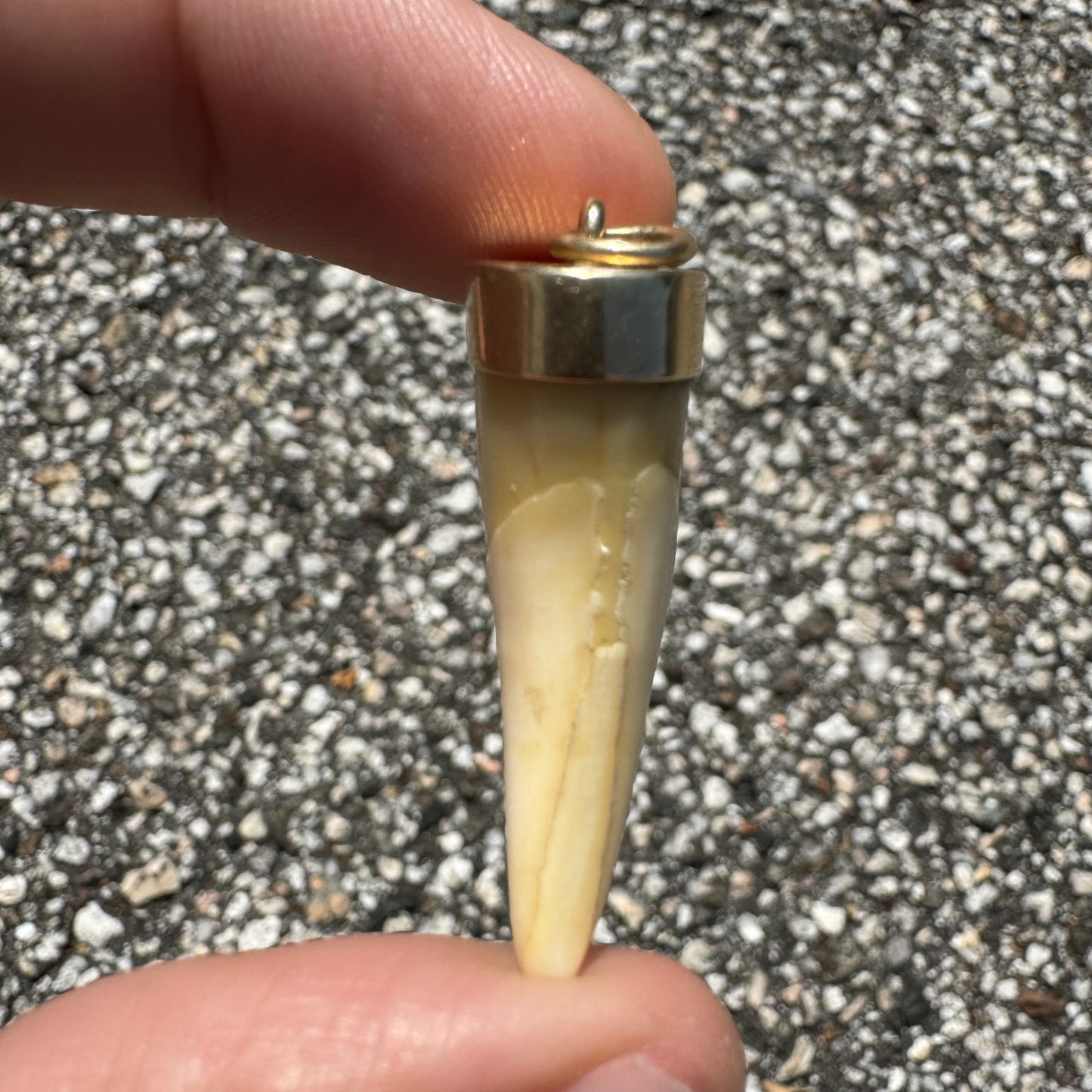 Art Deco 14k Yellow Gold Lions Tooth Pendant