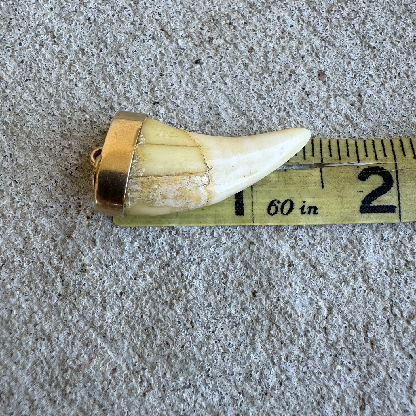 Art Deco 14k Yellow Gold Lions Tooth Pendant