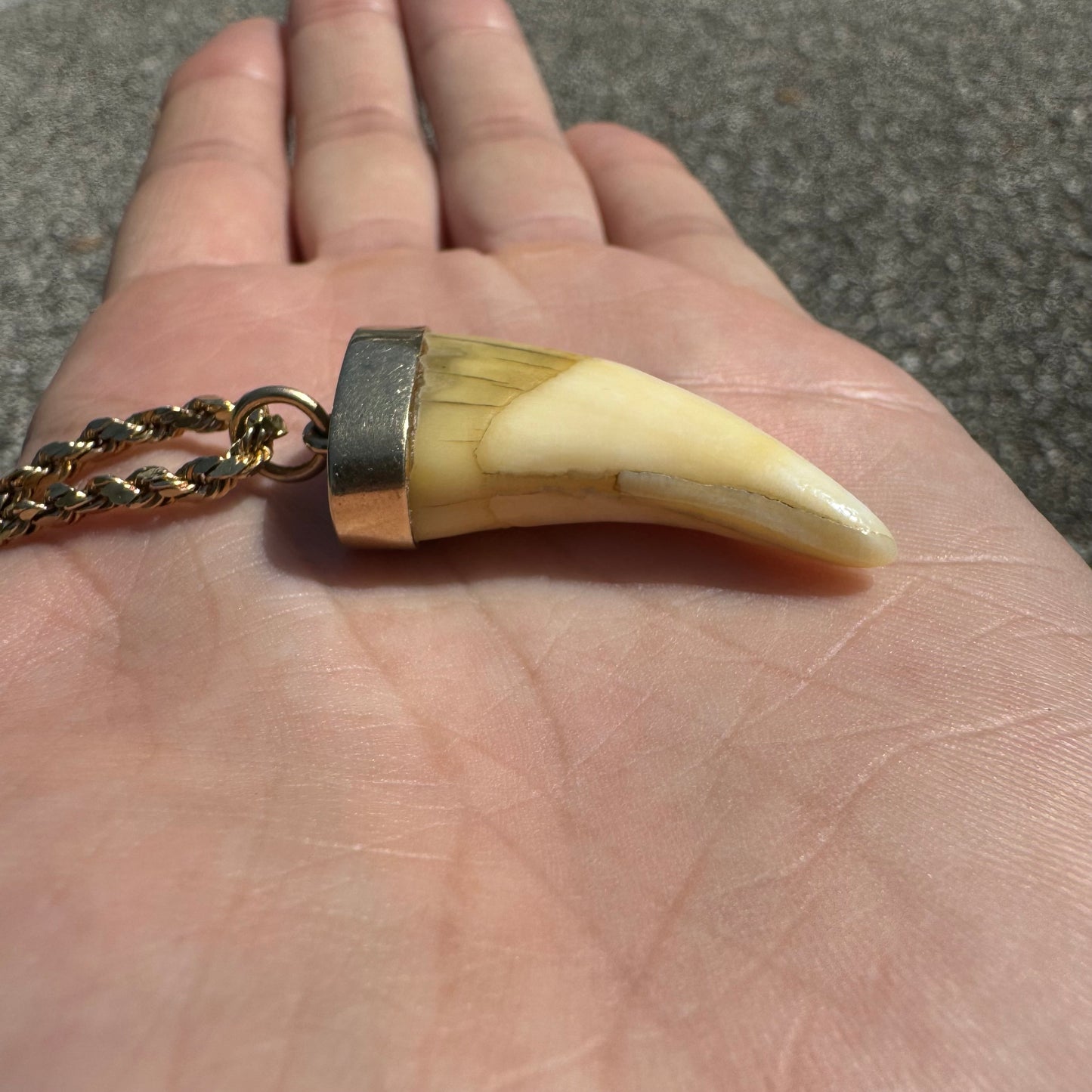 Art Deco 14k Yellow Gold Lions Tooth Pendant