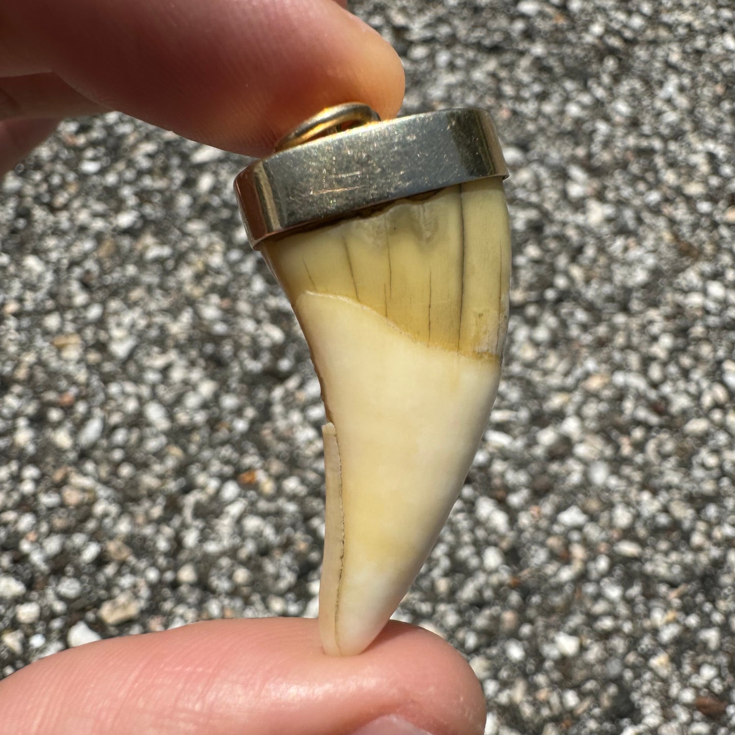 Art Deco 14k Yellow Gold Lions Tooth Pendant